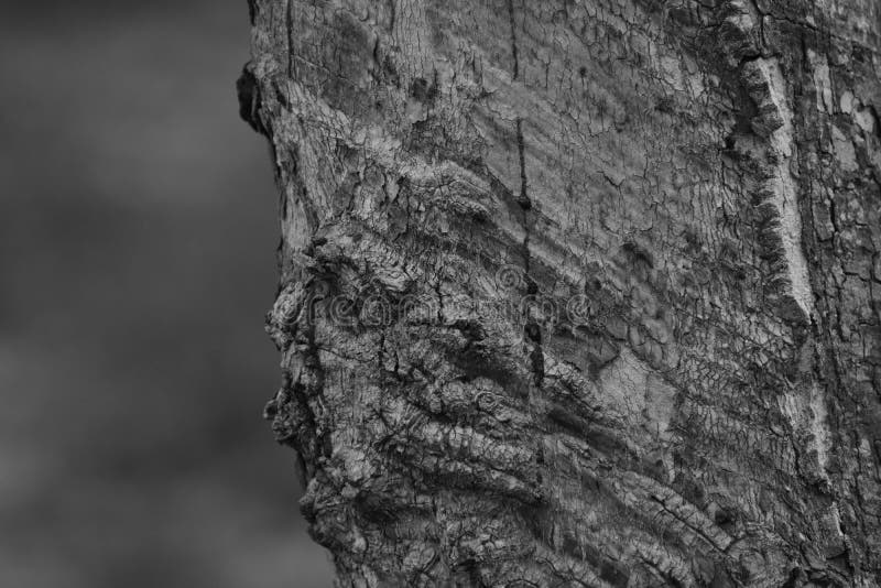 Bark It is a beautiful natural bark. stock photography.
