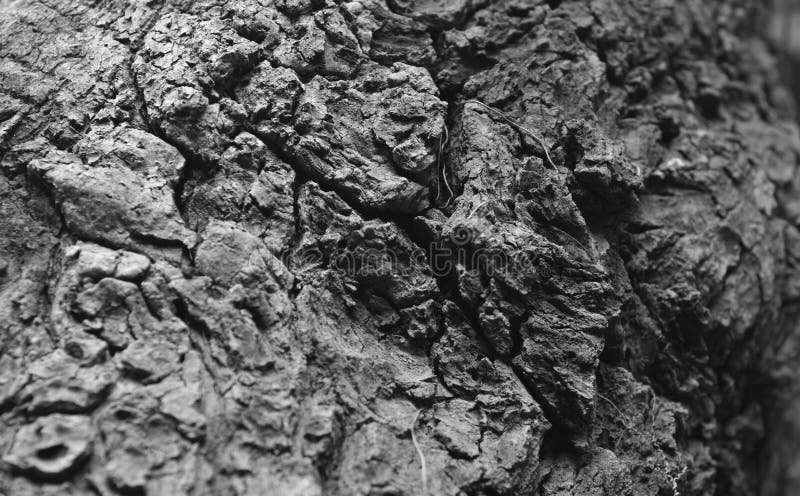 Bark It is a beautiful natural bark. stock photos.