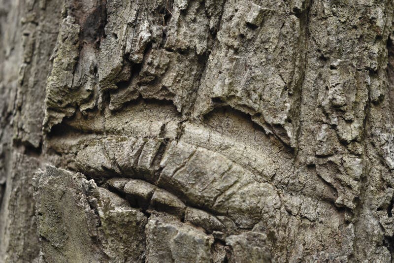 Bark It is a beautiful natural bark. stock images.