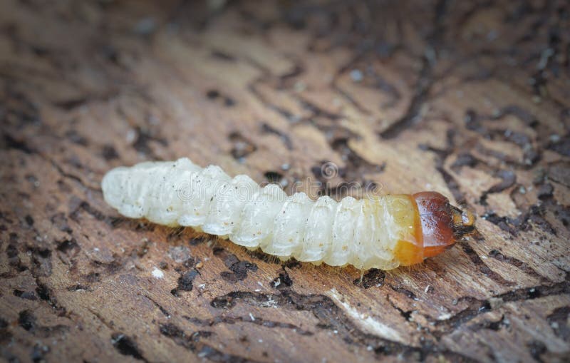 Larva of the Wood Beetle Cerambycidae Crawls Out of the Hole Stock