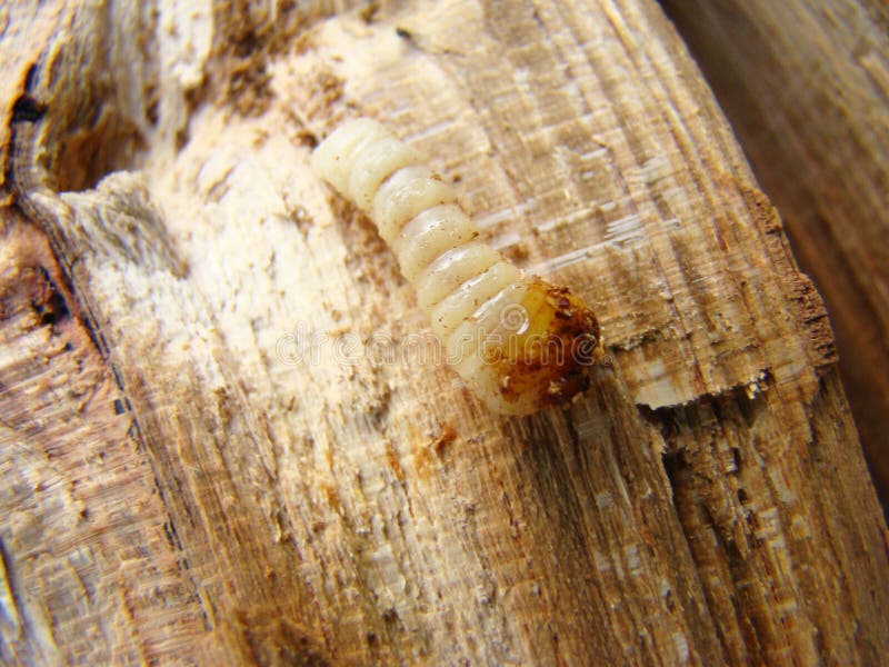 Bark beetle stock photo. Image of grub, wood, wormhole 99772760