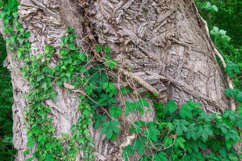 Bark of Black Poplar Tree Populus Nigra Stock Image Image of populus