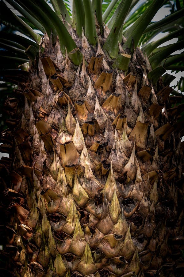 The bark  of Encephalartos hildebrandtii