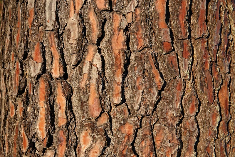 Fir tree bark stock image. Image of closeup, details 50059671