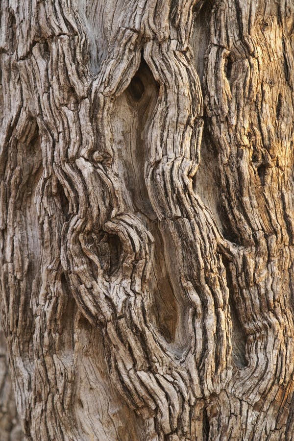 Cottonwood Tree Bark stock photo. Image of