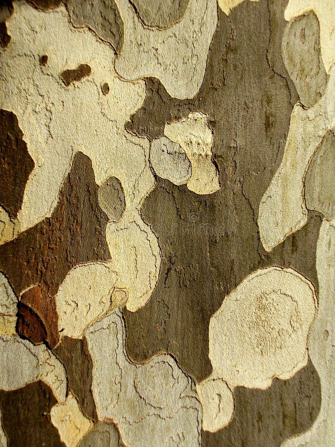 Bark of a London Plane Tree royalty free stock photos