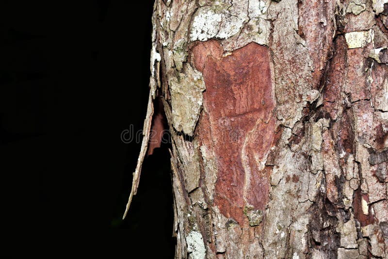 Bark looks beautiful stock photo