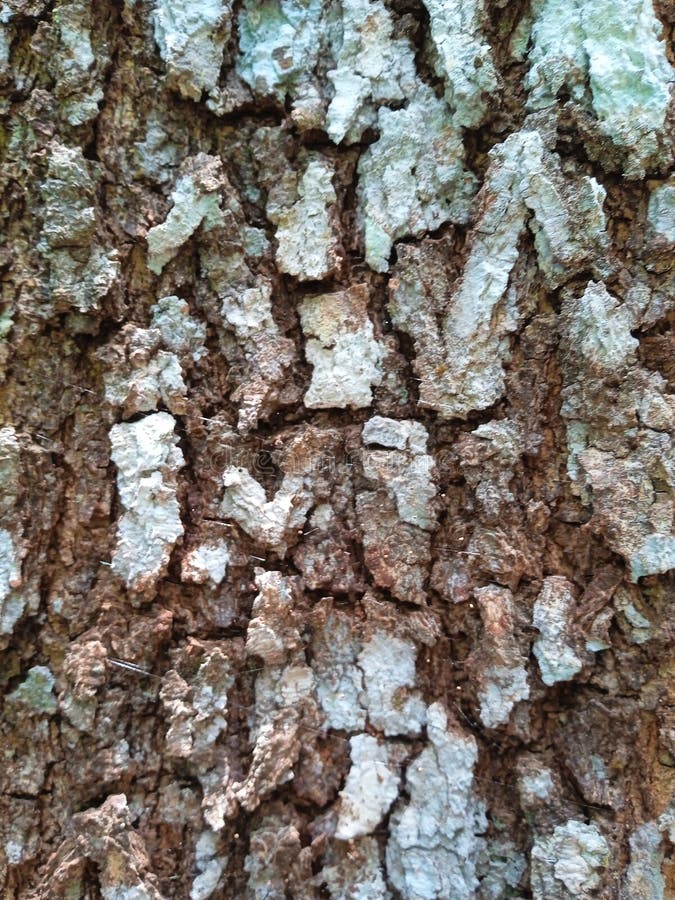 This bark looks like it& x27;s cracked in pain but that& x27;s natural royalty free stock photos