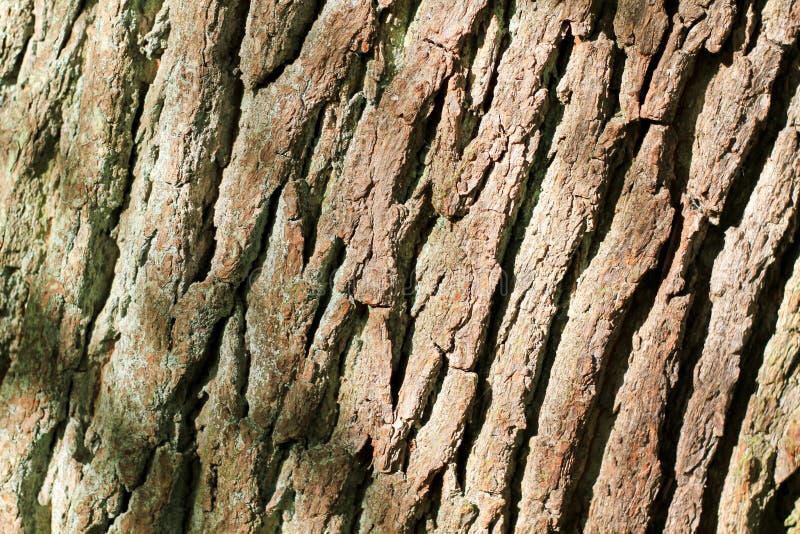 Bark on oak tree