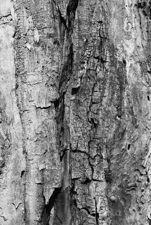 The Bark of an Old Tree with a Relief in Black and White Monochrome ...