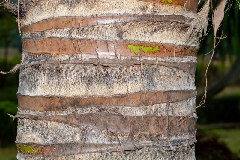 Wood Texture and Background of Palm Tree Stock Photo Image of natural