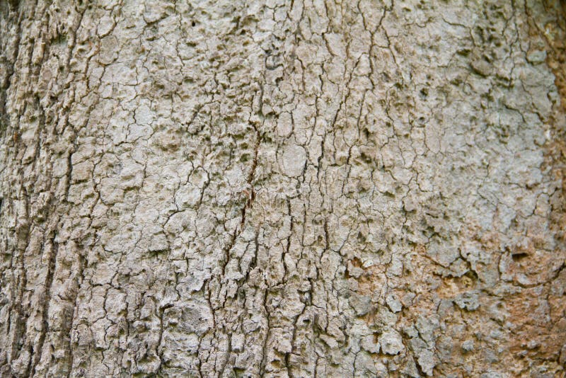 Bark of Parinari anamense Hance tree stock photos