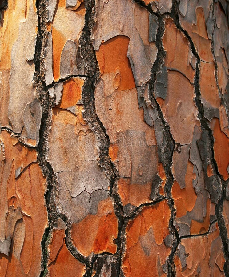 Bark of Pine Tree