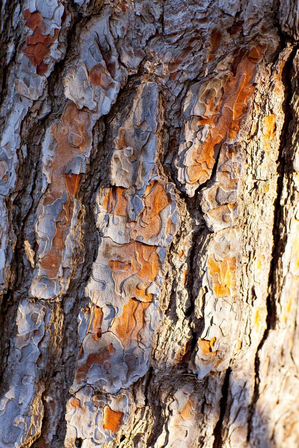 Bark of pine tree trunk texture