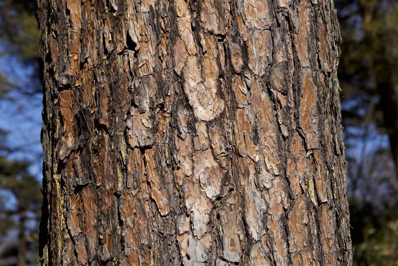 Bark of red pine stock image. Image of texture, color 63002299