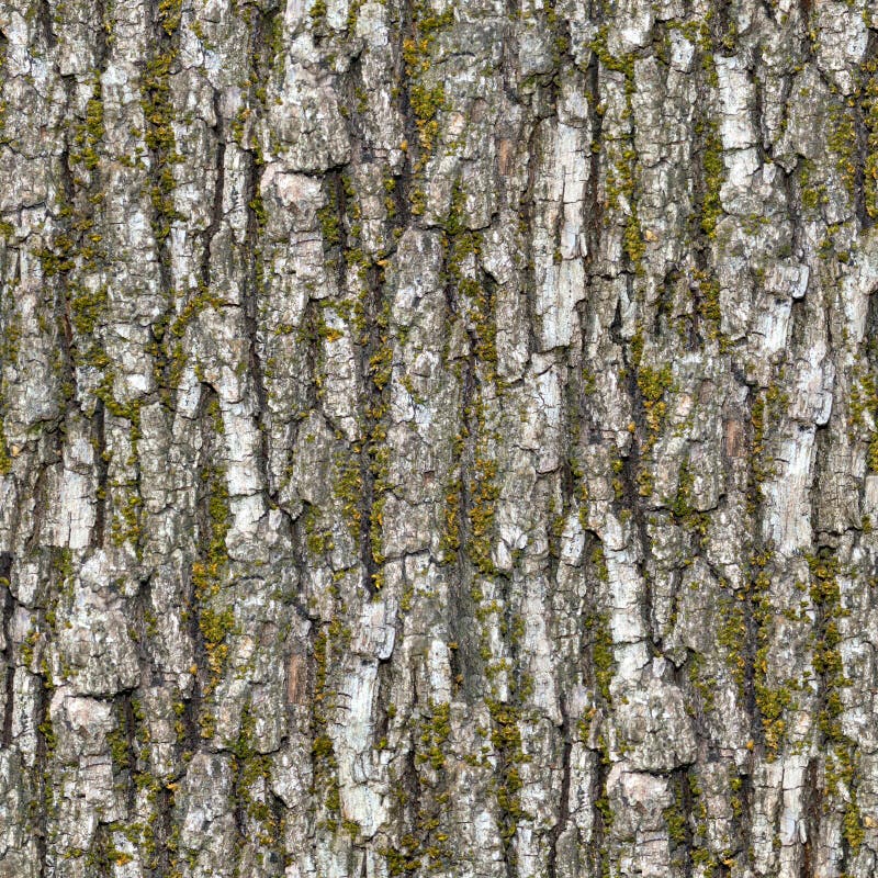 Bark. Seamless Texture. stock images
