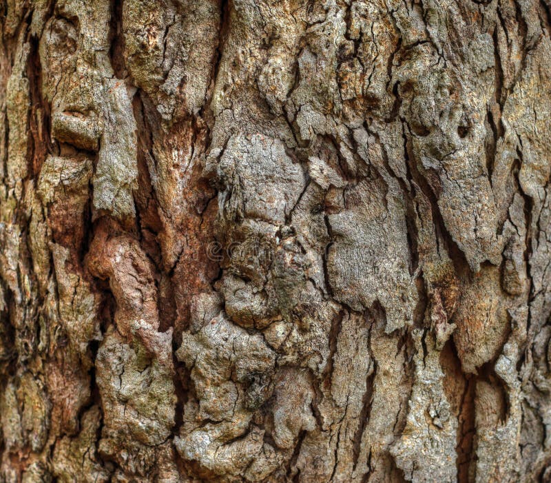 Bark Texture