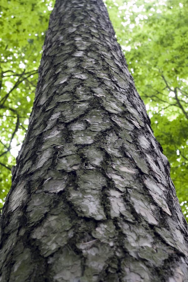 Bark of a tree