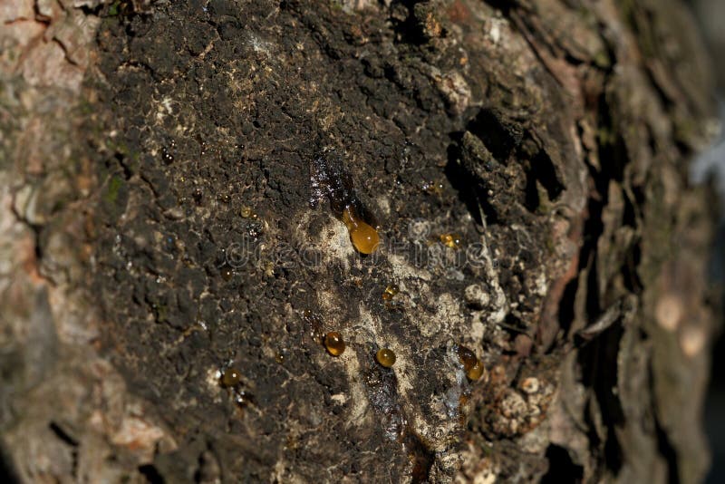 Bark of a tree in the forest. A drop of resin on the bark of a tree stock photo