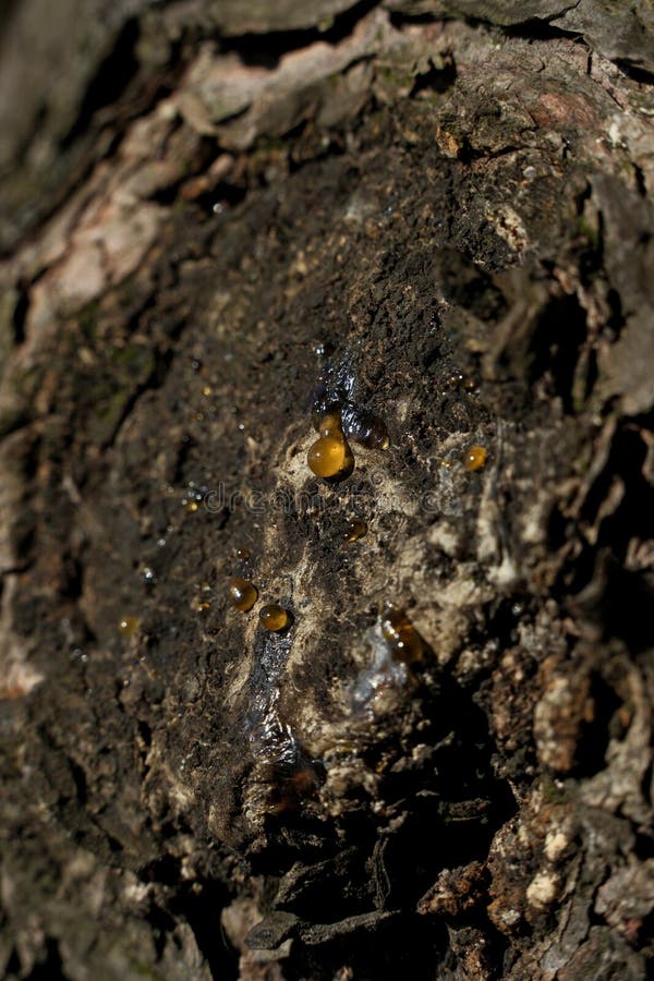 Bark of a tree in the forest. A drop of resin on the bark of a tree stock image
