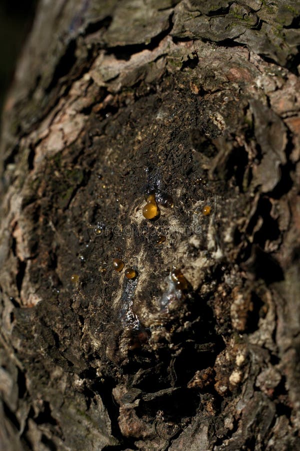Bark of a tree in the forest. A drop of resin on the bark of a tree royalty free stock photography