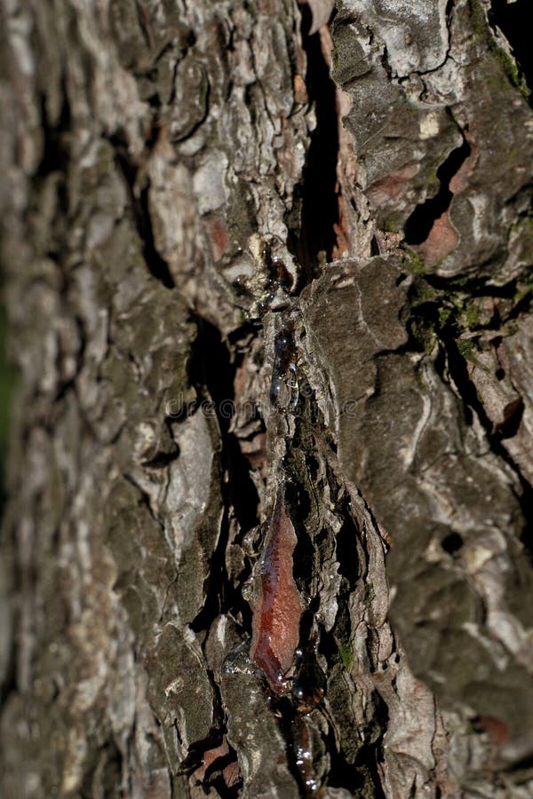 Bark of a tree in the forest. A drop of resin on the bark of a tree royalty free stock photo
