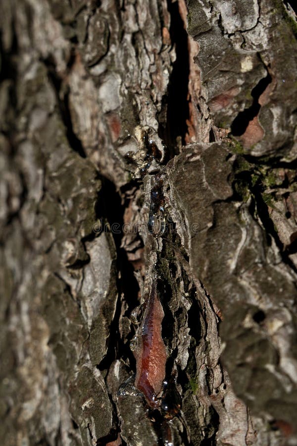 Bark of a tree in the forest. A drop of resin on the bark of a tree stock image