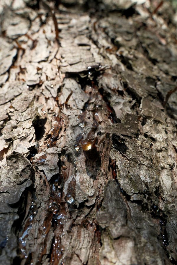Bark of a tree in the forest. A drop of resin on the bark of a tree stock images