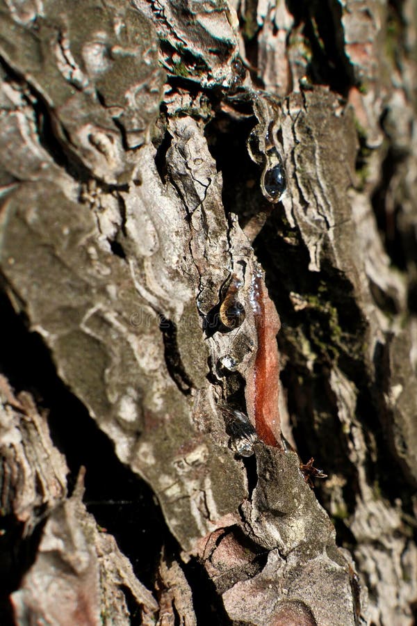 Bark of a tree in the forest. A drop of resin on the bark of a tree stock photo