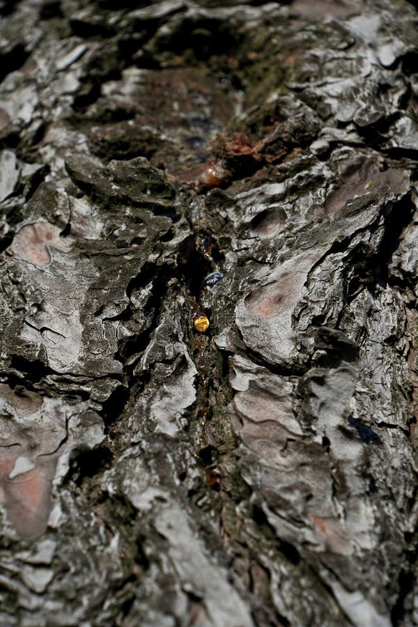 Bark of a tree in the forest. A drop of resin on the bark of a tree royalty free stock photography