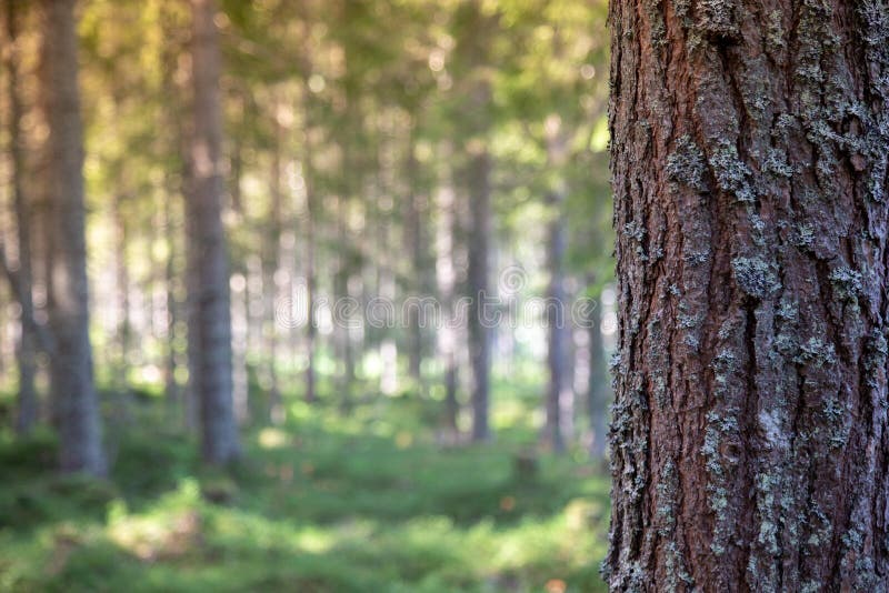 Bark of tree in forest for text message. stock photos Bark of tree in forest for text message. stock photos