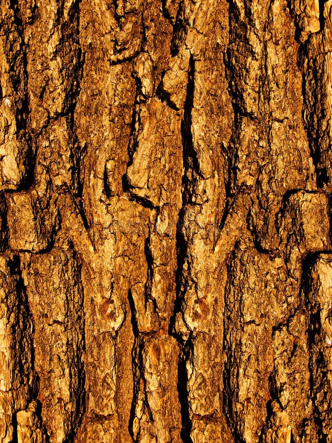 Bark a tree an oak a close up