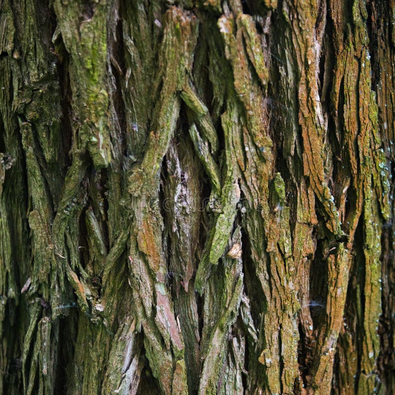 Bark Tree texture in nature