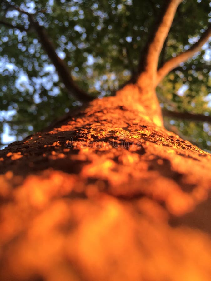 Bark royalty free stock images