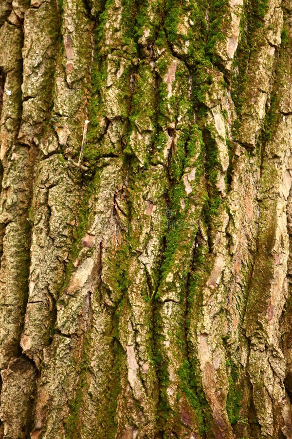 The Bark on the Tree is a Wonderful Skin that Protects the Tree by