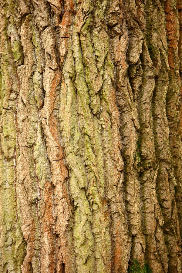 The Bark on the Tree is a Wonderful Skin that Protects the Tree by