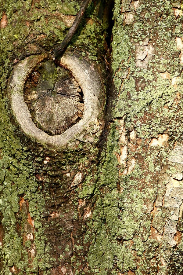 The Bark on the Tree is a Wonderful Skin that Protects the Tree by
