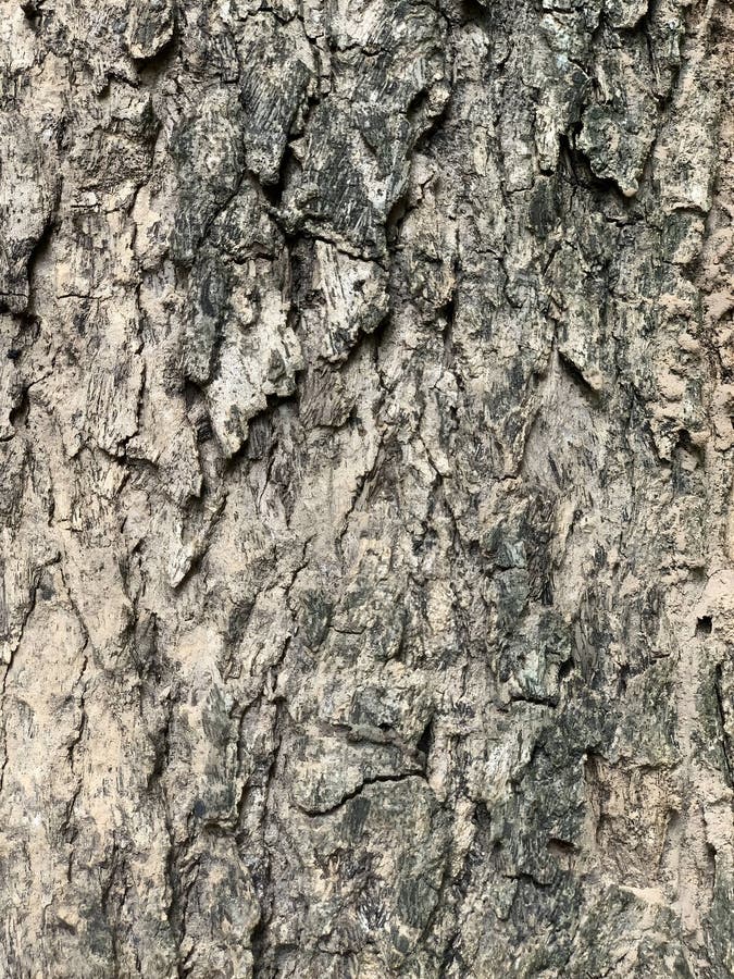 Different types of bark use it as a beautiful background. The bark of a variety of trees, colorful, and many forms can be used to make a strange background.