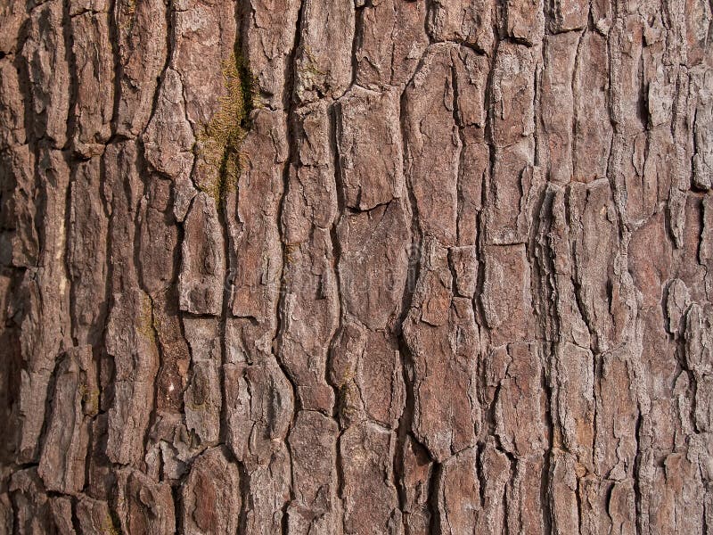 The bark of the wood royalty free stock photo The bark of the wood royalty free stock photo
