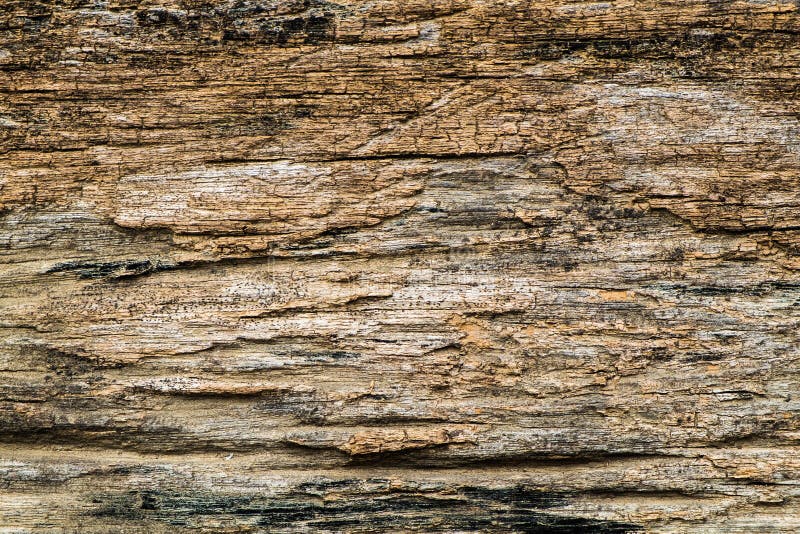 Bark wood rough