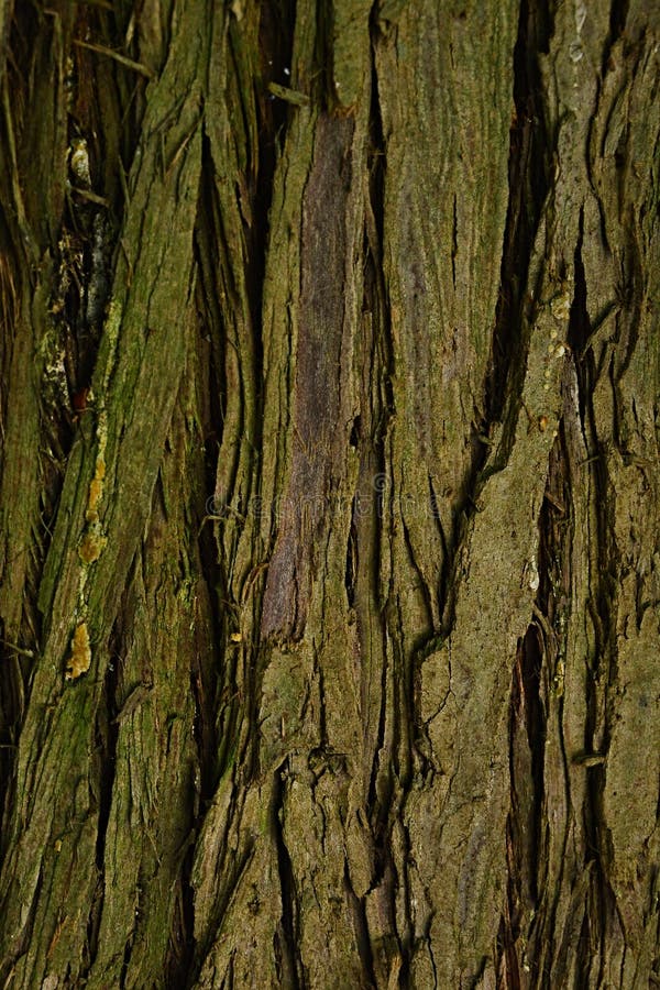 Bark wood texture of evergreen tree pacific redcedar Thuja Plicata stock image Bark wood texture of evergreen tree pacific redcedar Thuja Plicata stock image