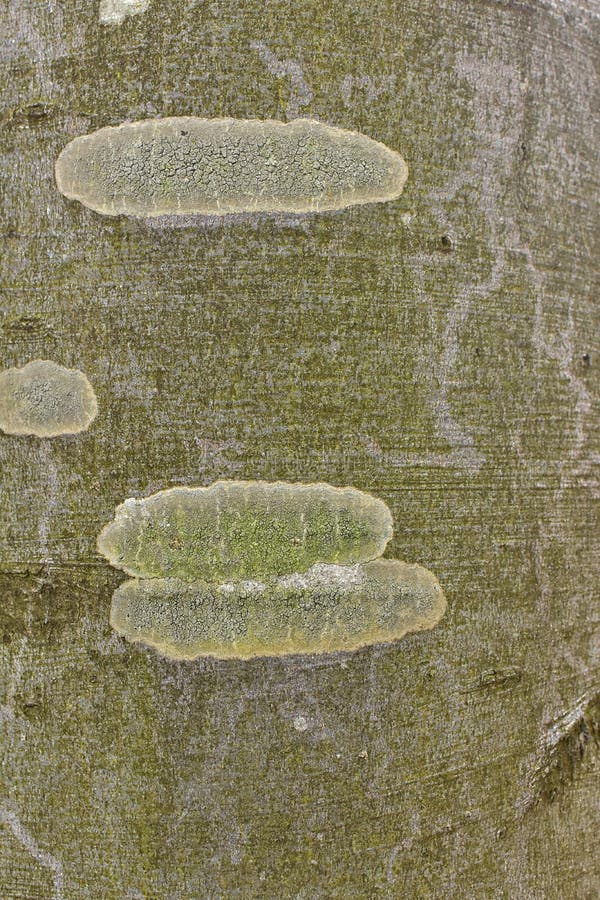 Barke eines Buchenbaums stockbild Barke eines Buchenbaums stockbild