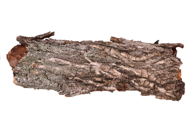 Barkentyna pękająca odizolowywająca beli karcza tekstura drewniana