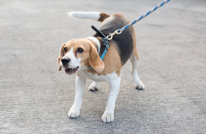 Beagle puppy barking stock image. Image of mammal, ears