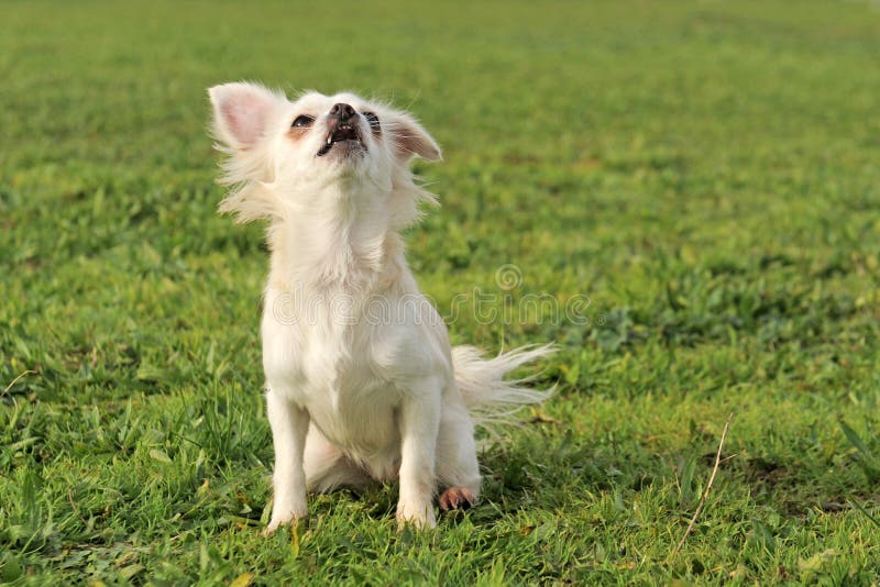 Barking chihuahua stock image