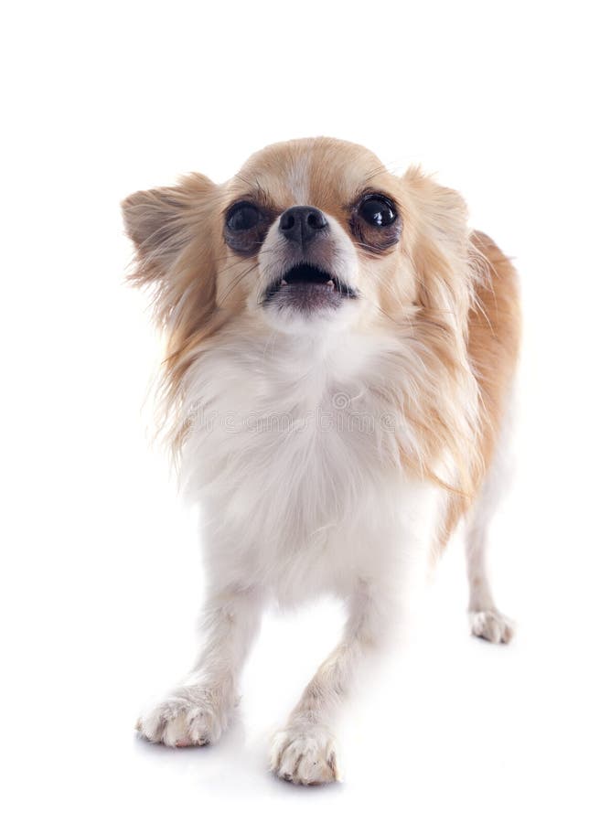 Barking chihuahua stock image. Image of aggressive, cute 32839231