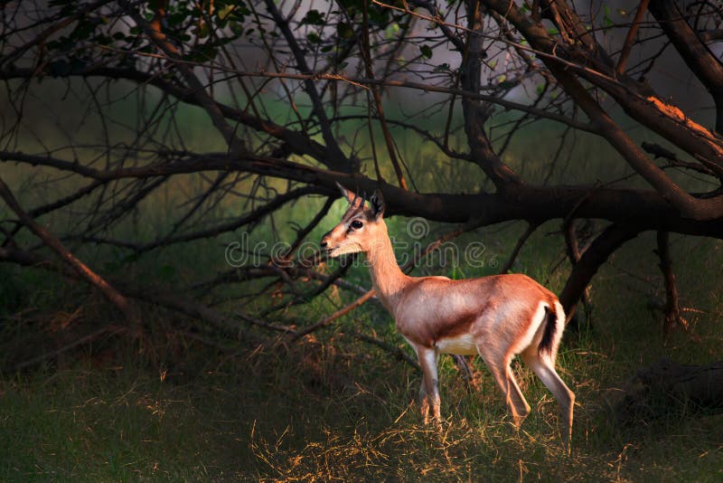 Barking deer