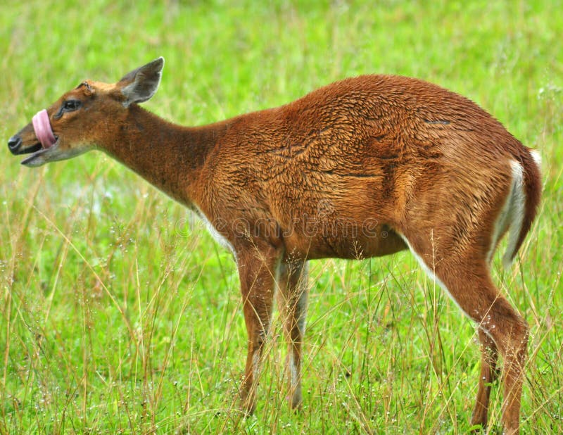 Barking deer in Khao Yai National Park