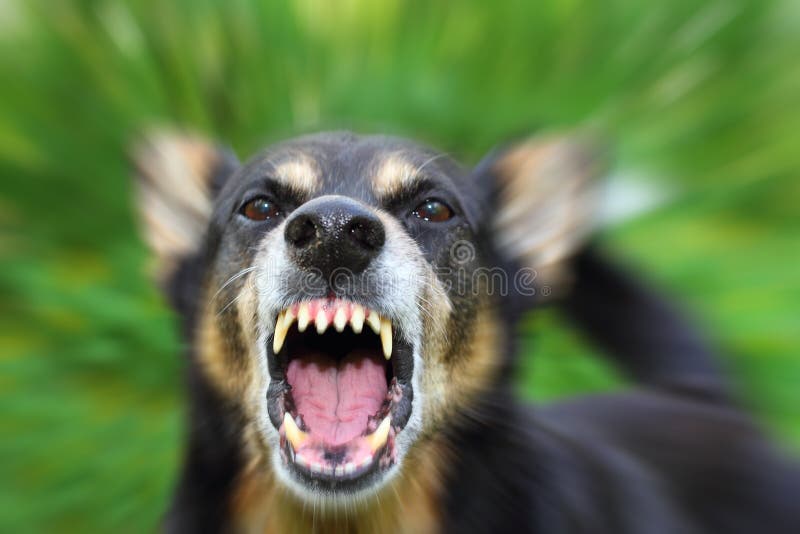 Ladrido enfurecido el perro afuera.