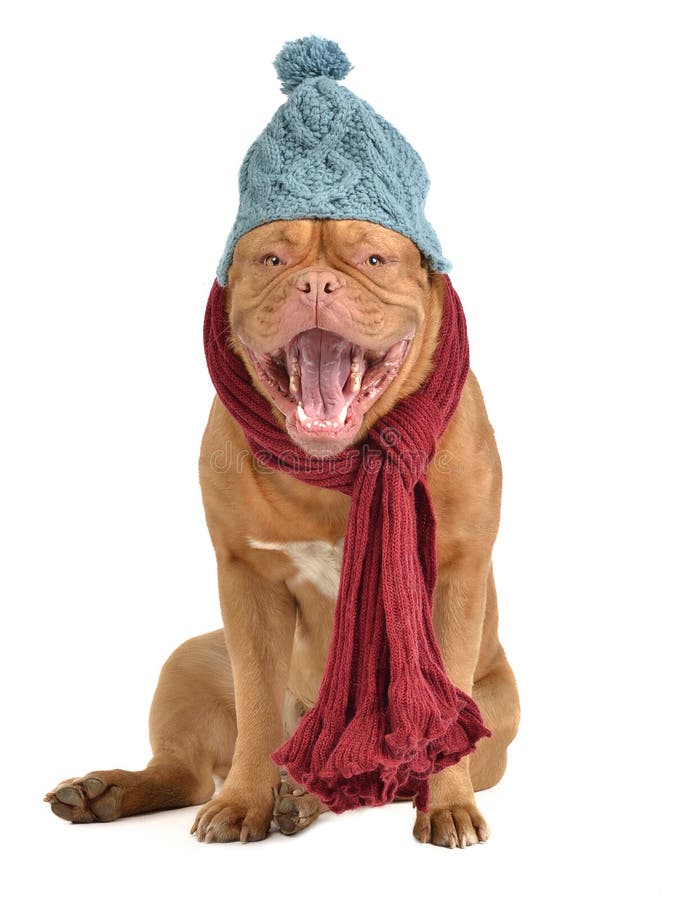 Barking Dog with Hat and Scarf Stock Image Image of cough, blue 22483431